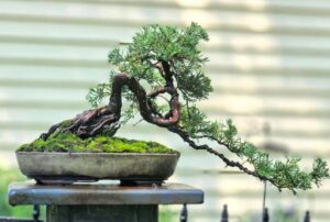 bonsai reaching