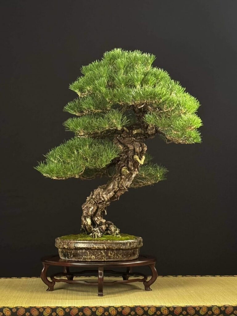 Mauro Daniele Japanese black pine