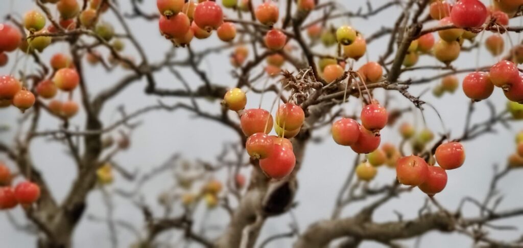 Doug Taylor Crab Apples