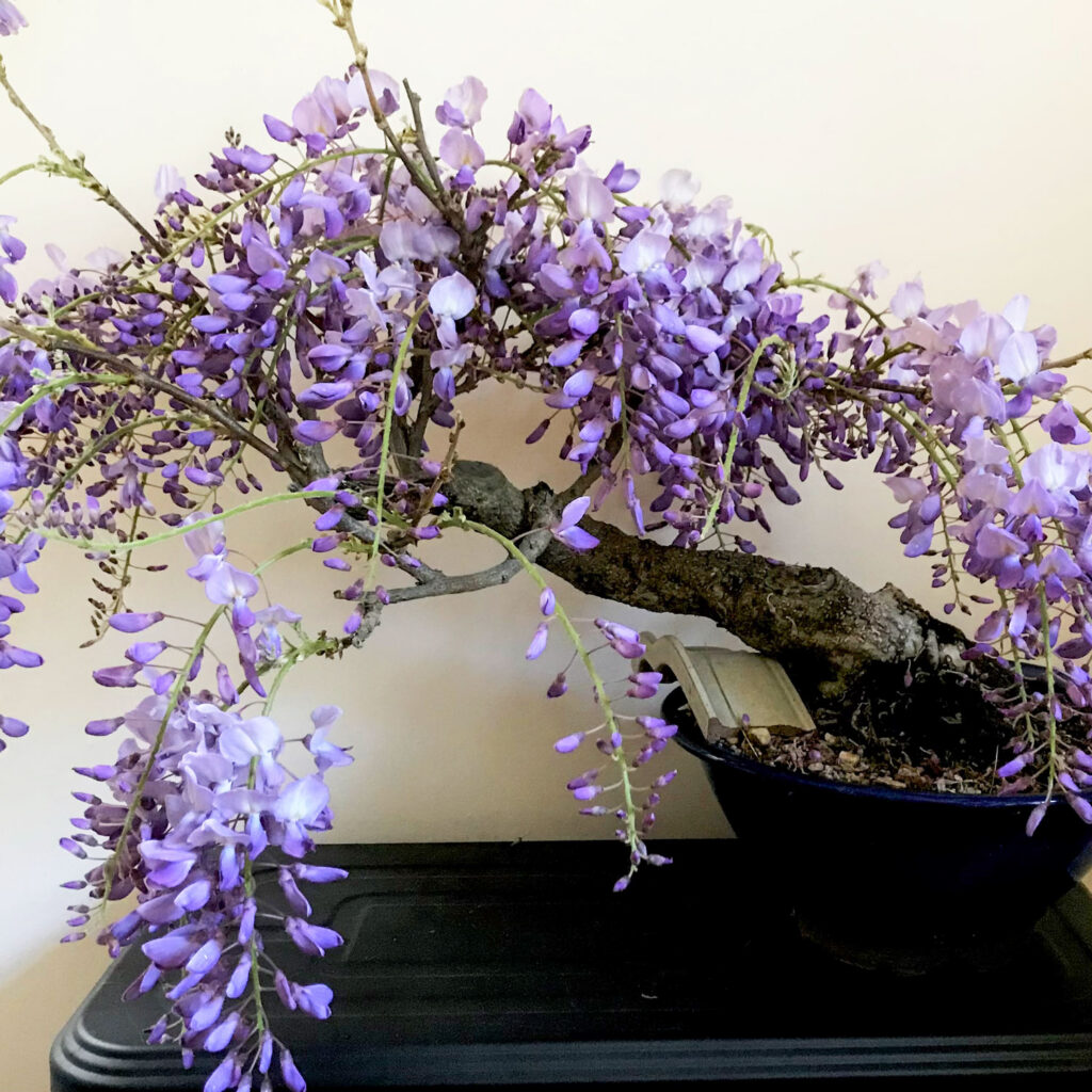 Sandy MacLeod Japaneae wisteria