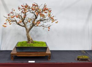 Doug Taylor Crab Apple