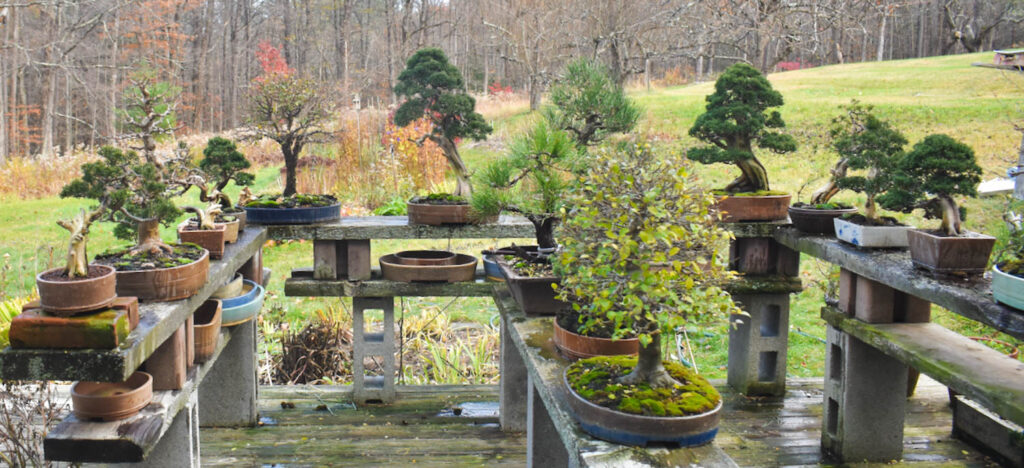 Ann Lofquist bonsai trees November 2025