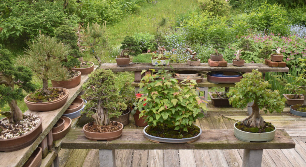 Ann Lofquist bonsai trees may 2025