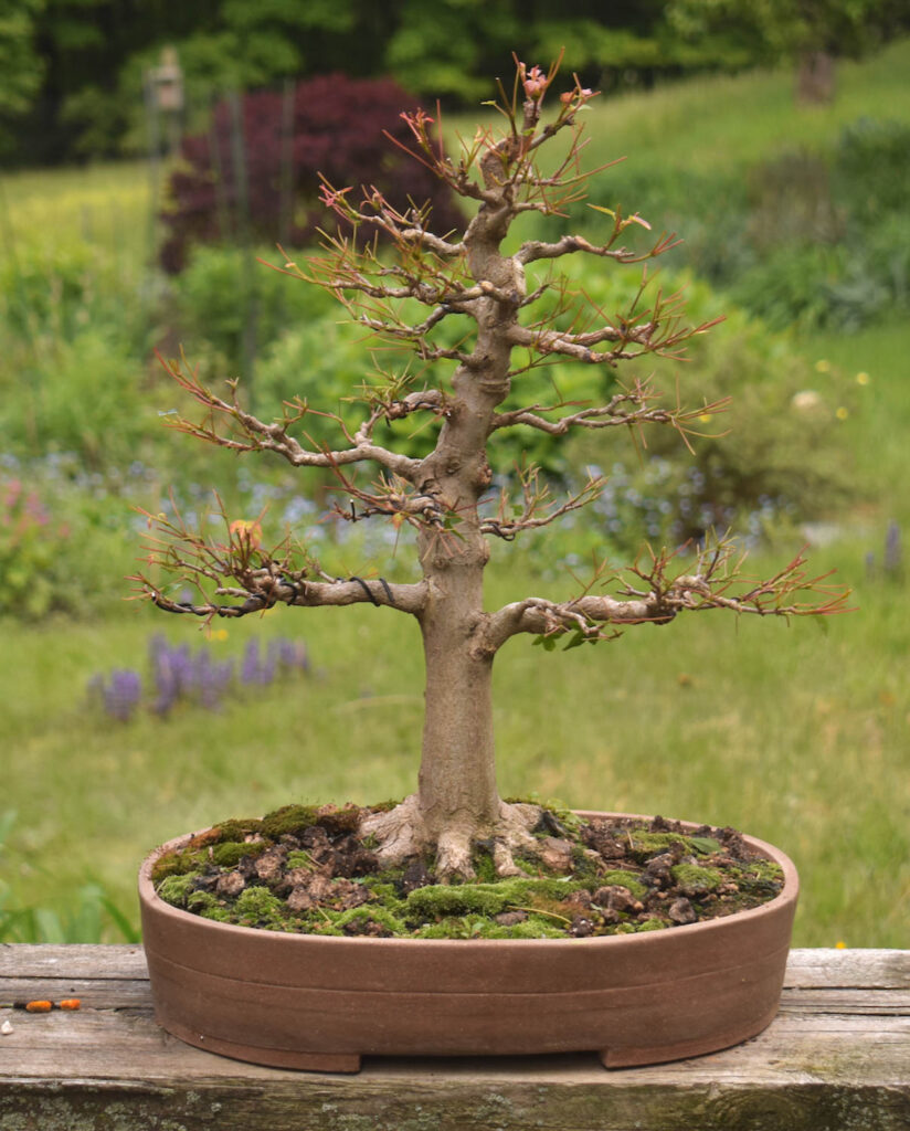 Ann Lofquist Trident Maple