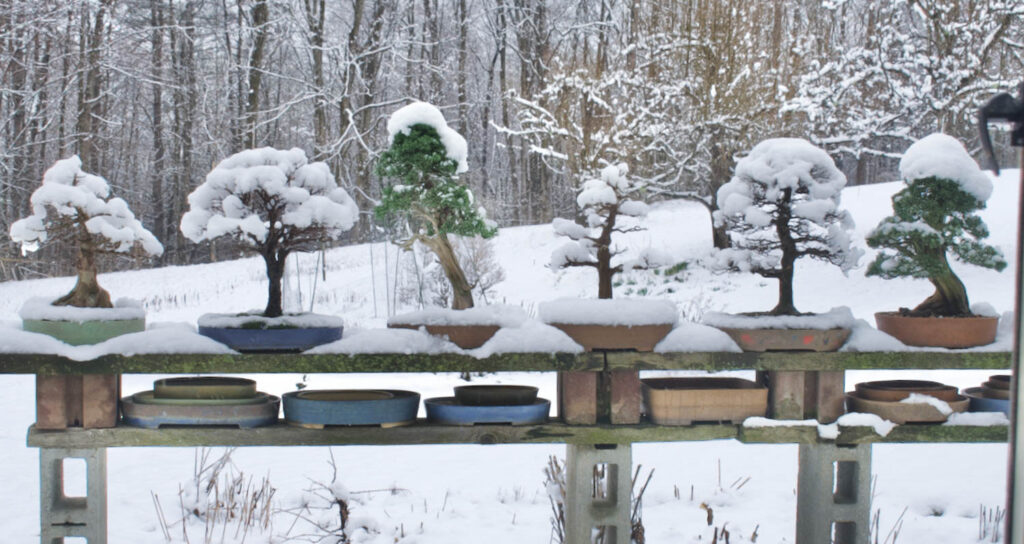 Ann Lofquist bonsai trees april 2025