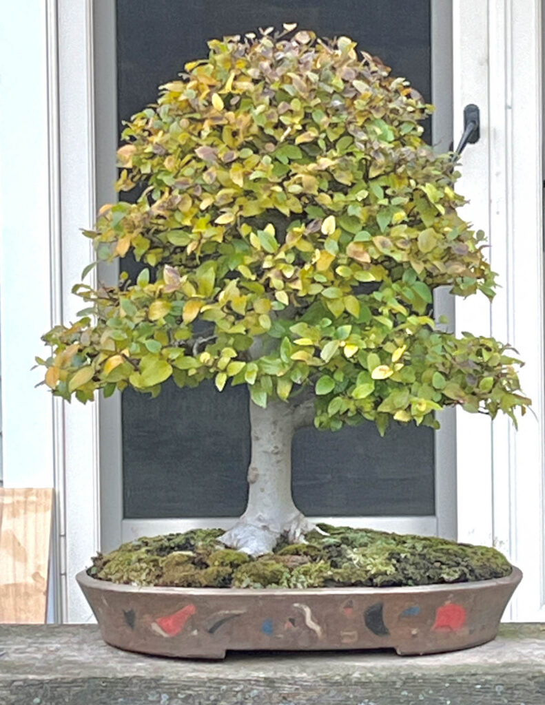 Ann Lofquist Chinese Hackberry