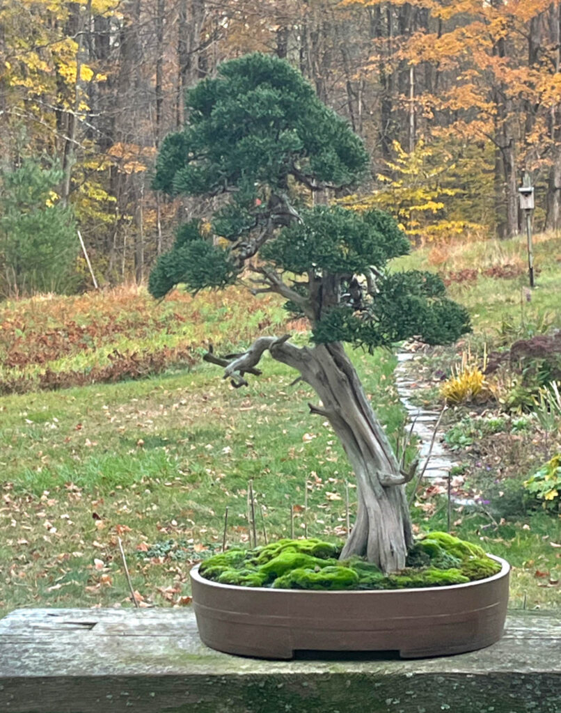 Ann Lofquist California Shimpaku Juniper