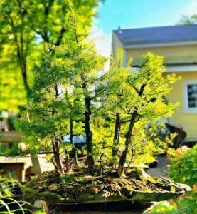 bonsai forrest
