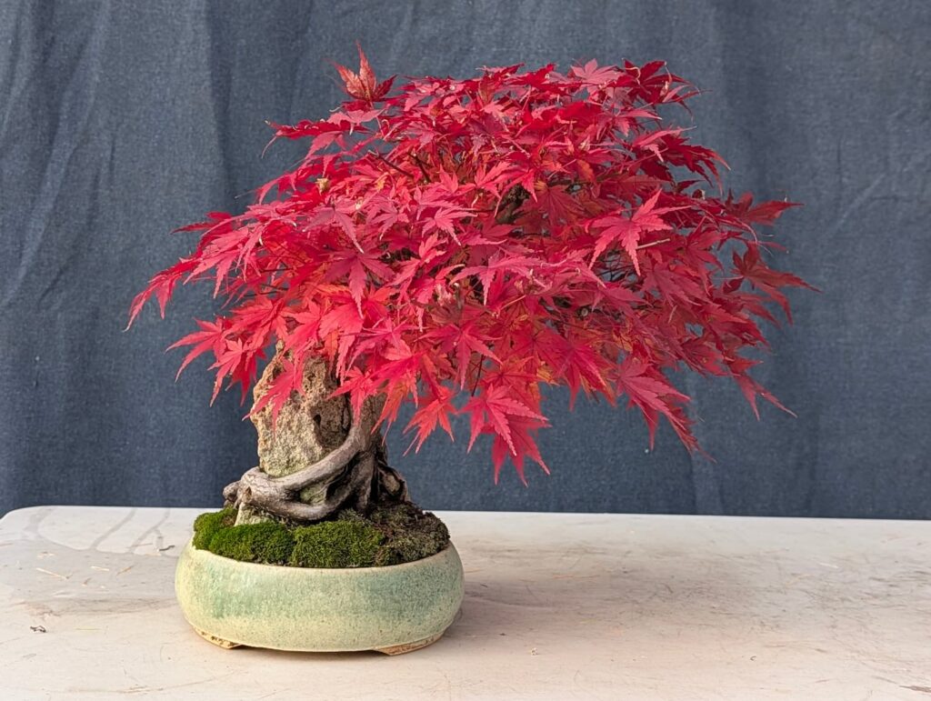 Doug Taylor Japanese Maple roots and rock 2026
