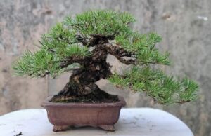 Mauro Daniele Black Pine short