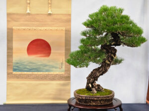 Japanese Black Pine 2025