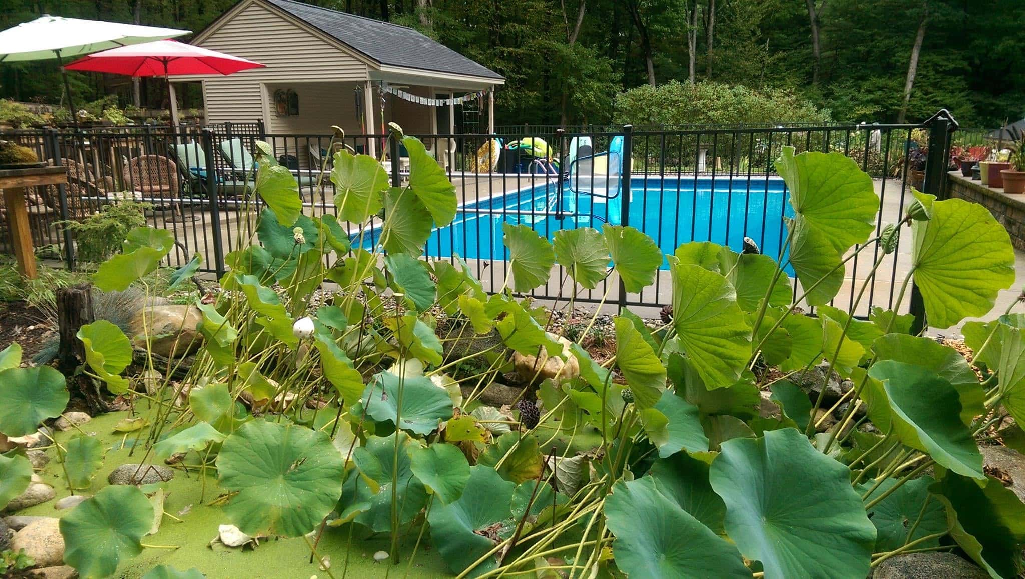 David Bressem pool