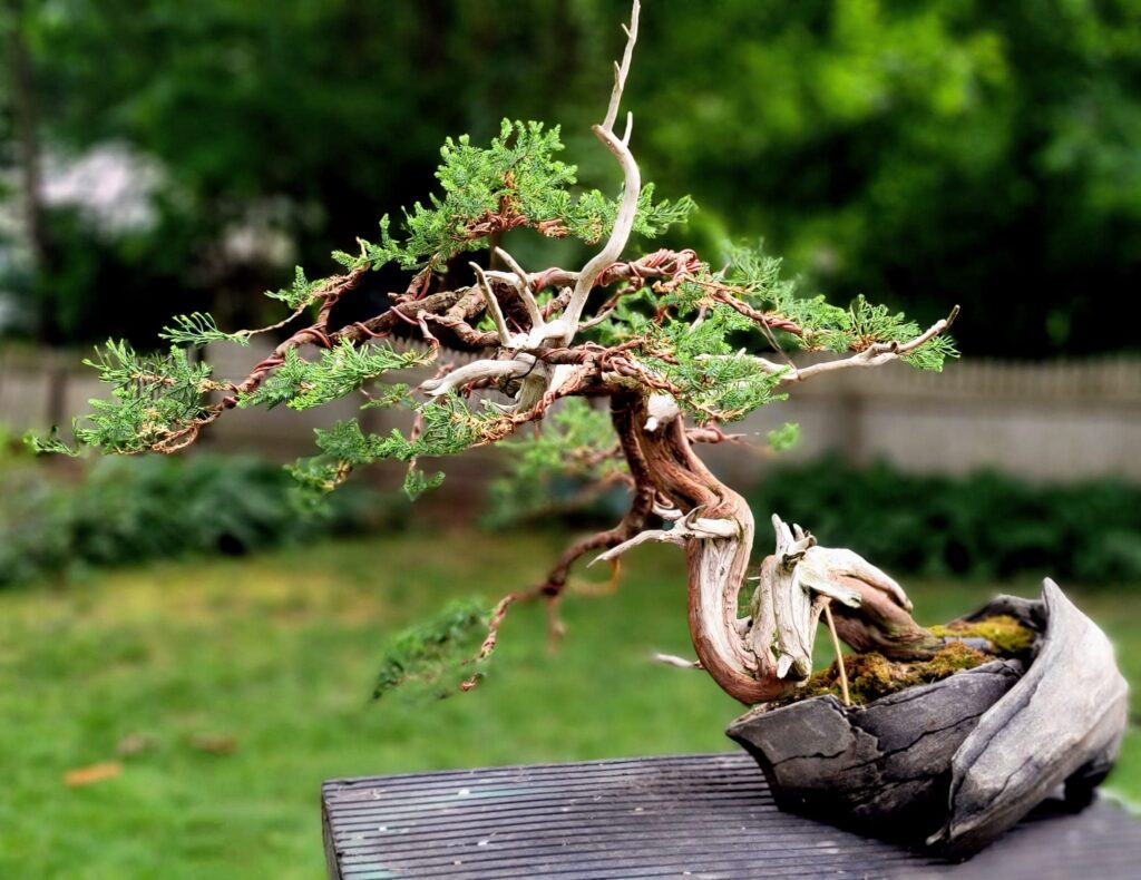 bonsai by joe