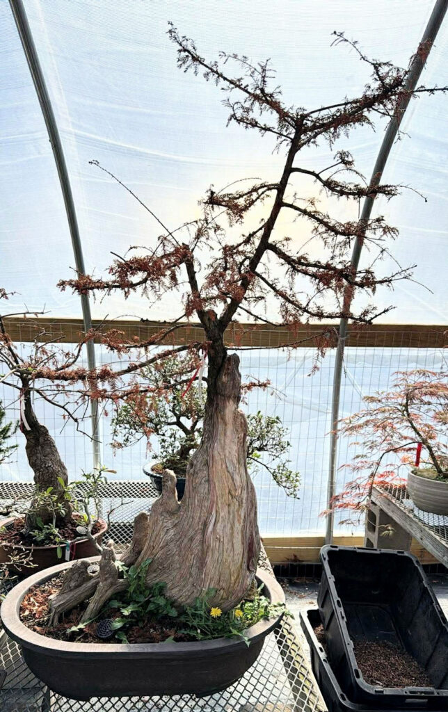 bald cypress in winter
