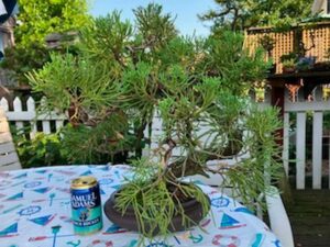 Juniper $250