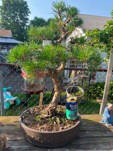 Scots Pine $450