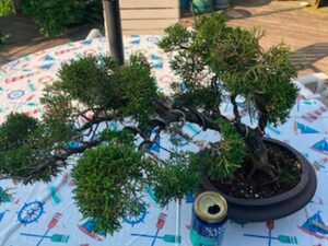 Shimpaku $300