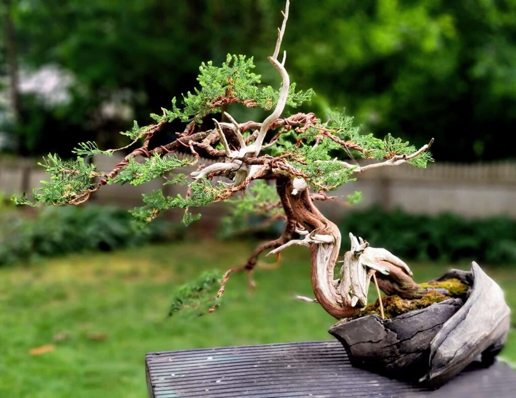 san jose juniper 1