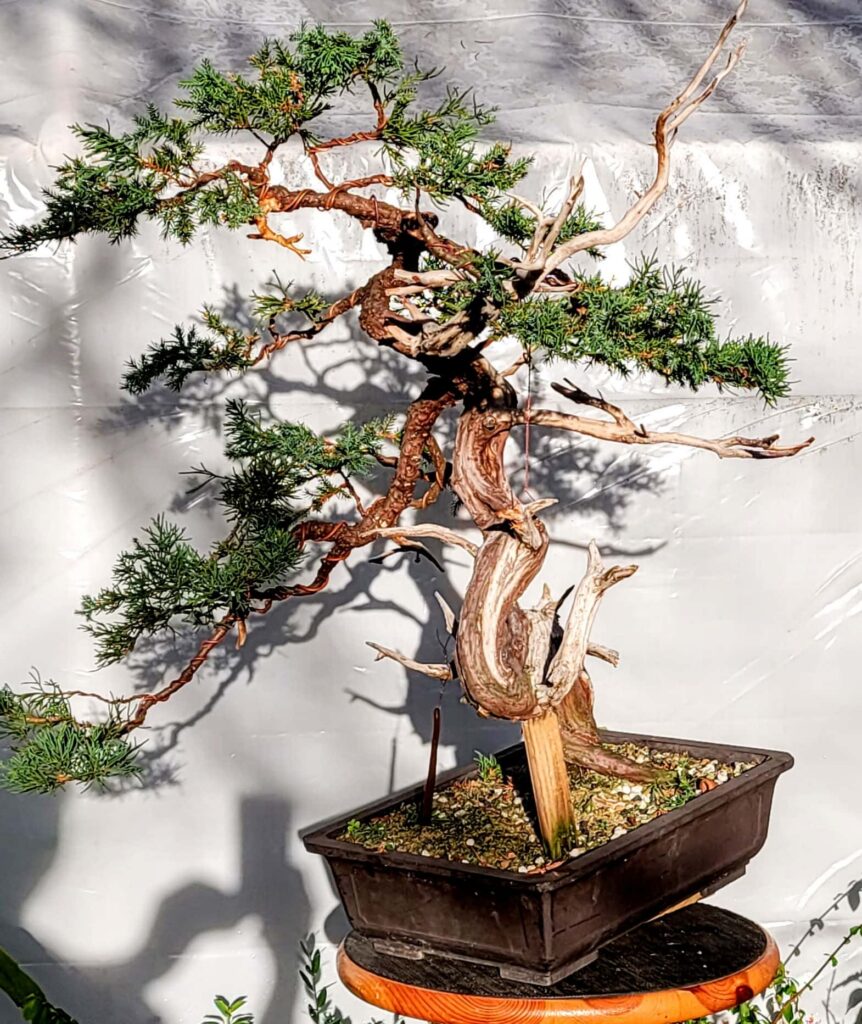 san jose juniper 2
