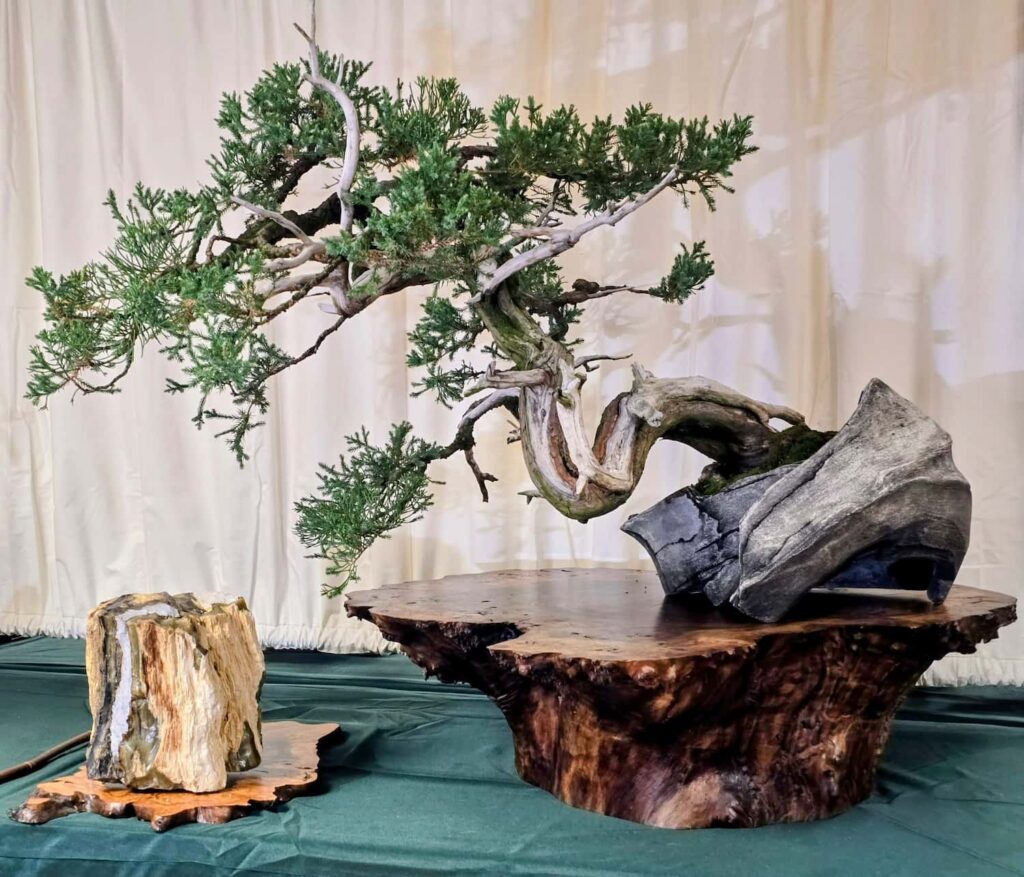 san jose juniper 4