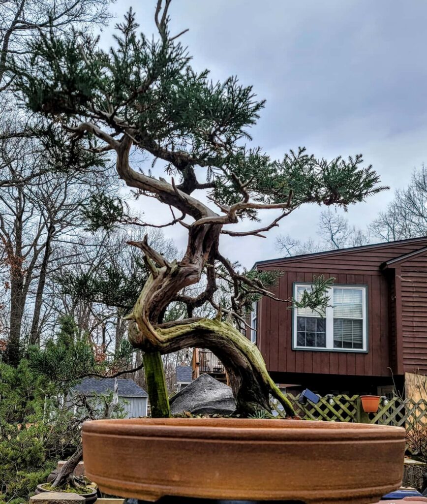 san jose juniper 3