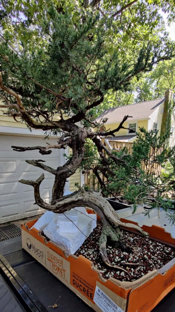 san jose juniper 5