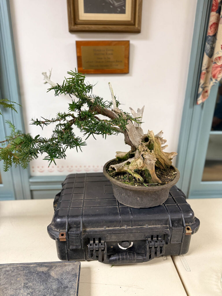 tree 51