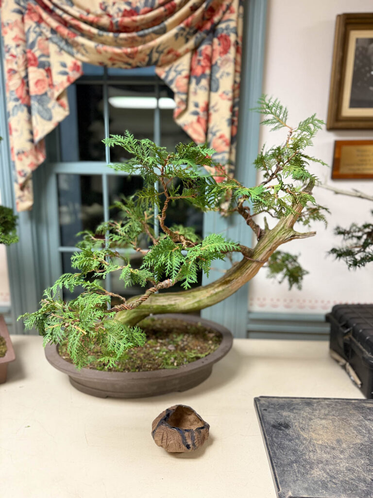 tree 50