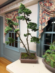 tree 49