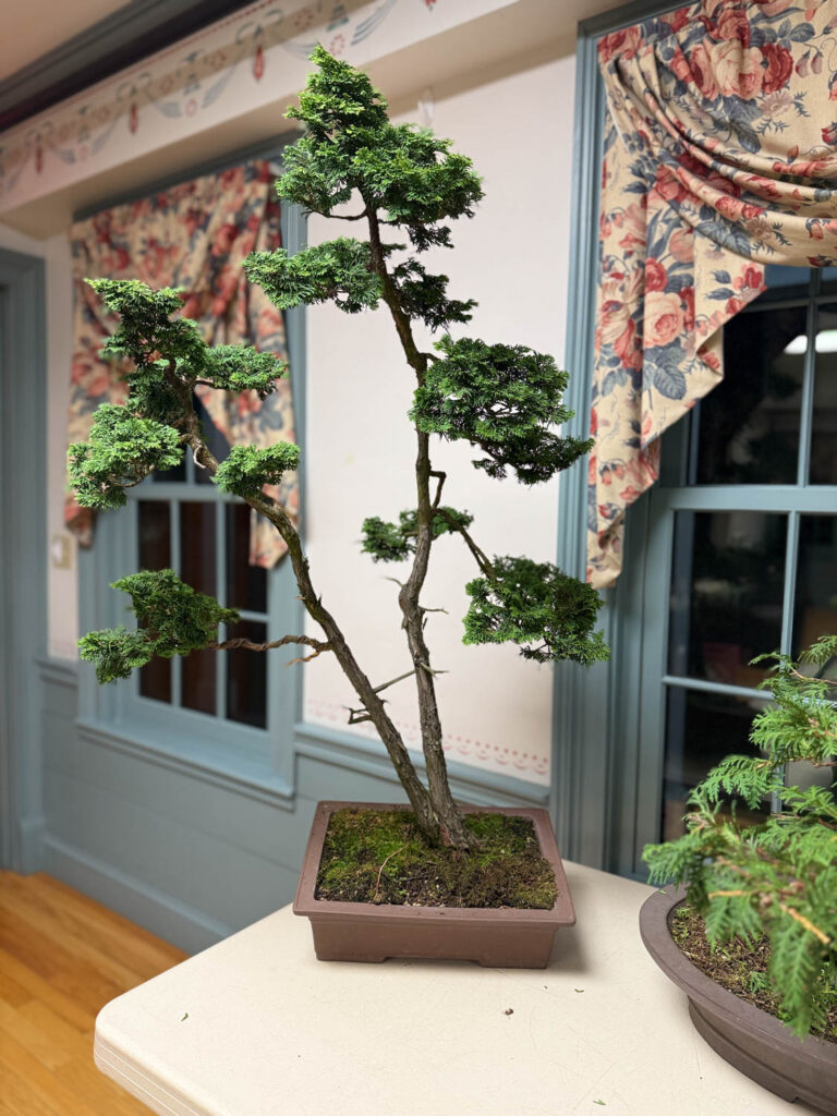tree 49