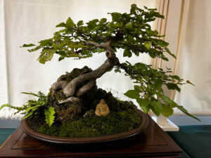 tree 47