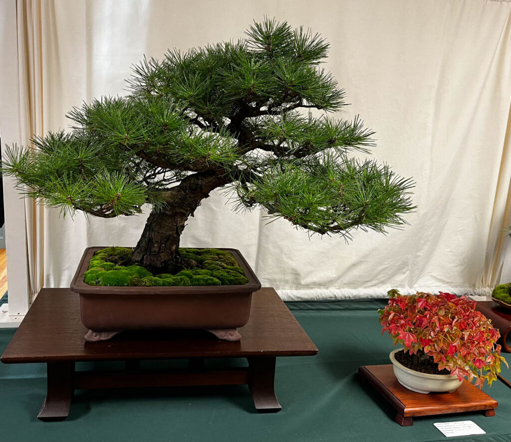 tree 40