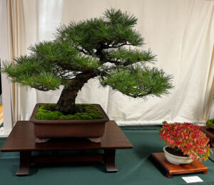 tree 40