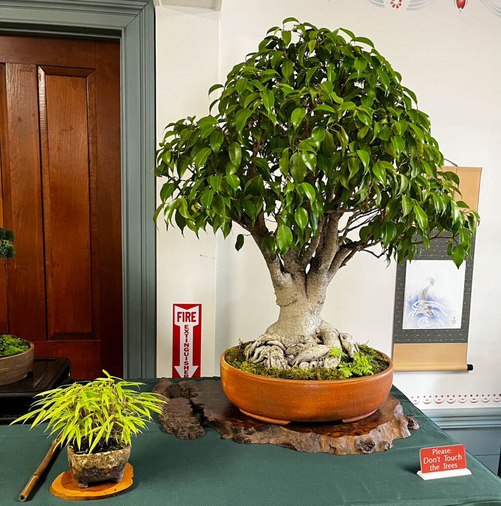 tree 39