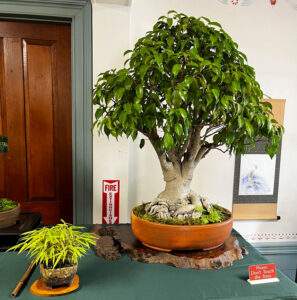 tree 39