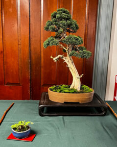tree 38