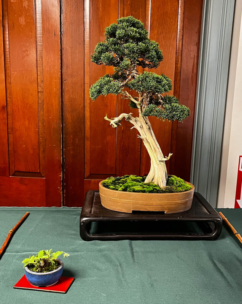 tree 38