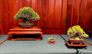 tree 37