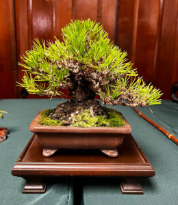 tree 36