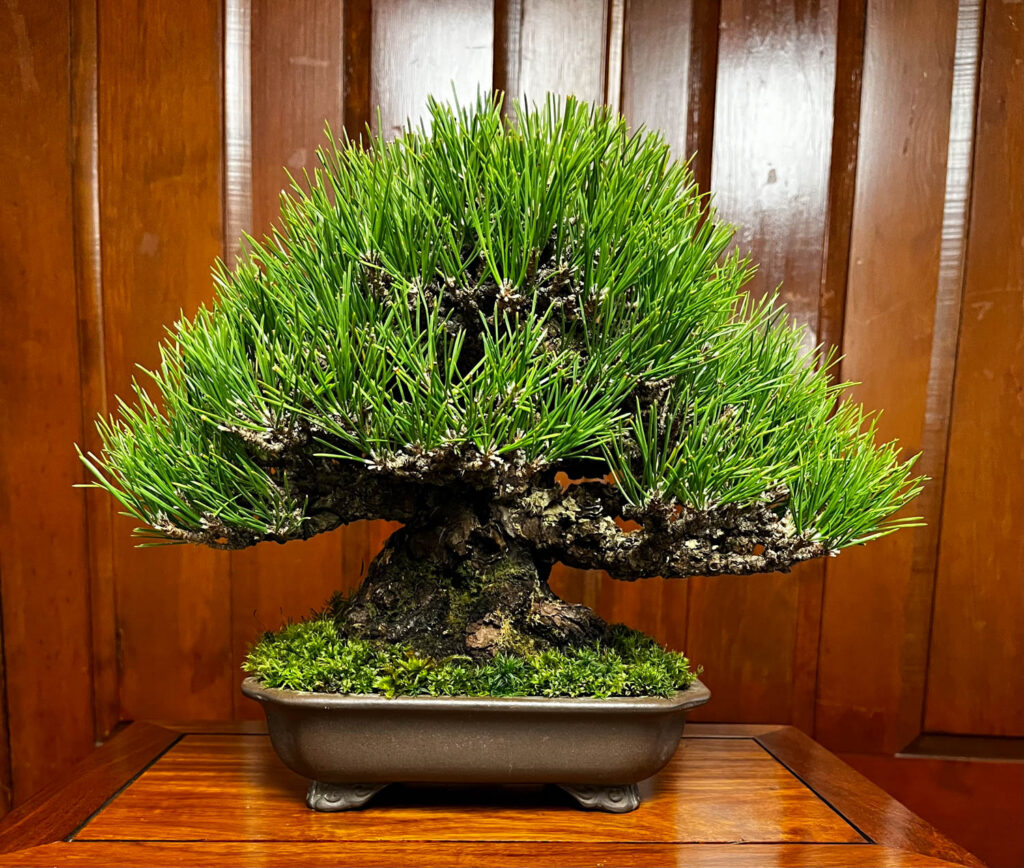 tree 35