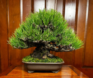 tree 35