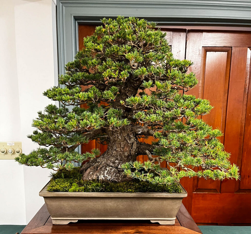tree 34
