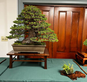 tree 33