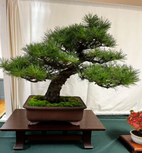 tree 32