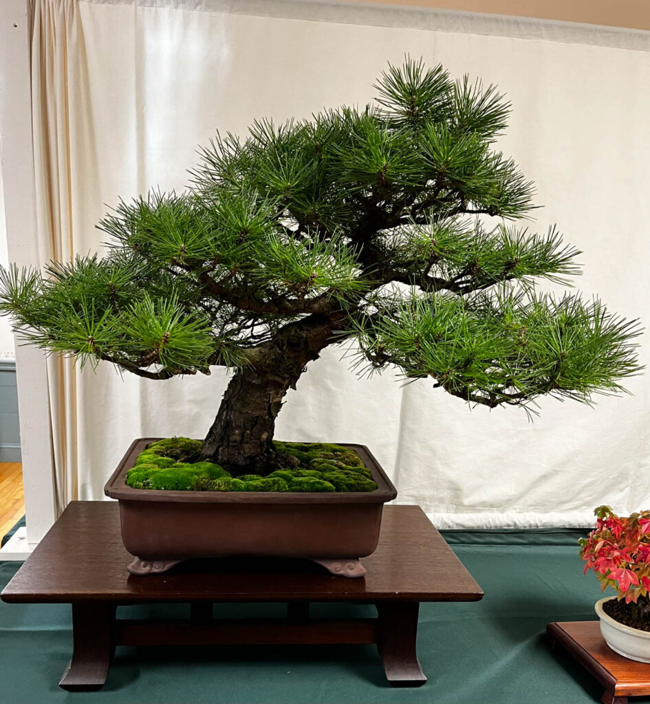 tree 32