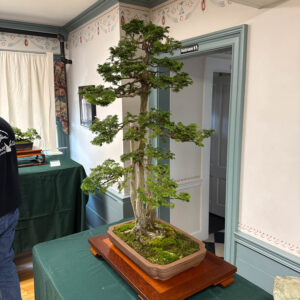 tree 1