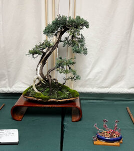tree 30
