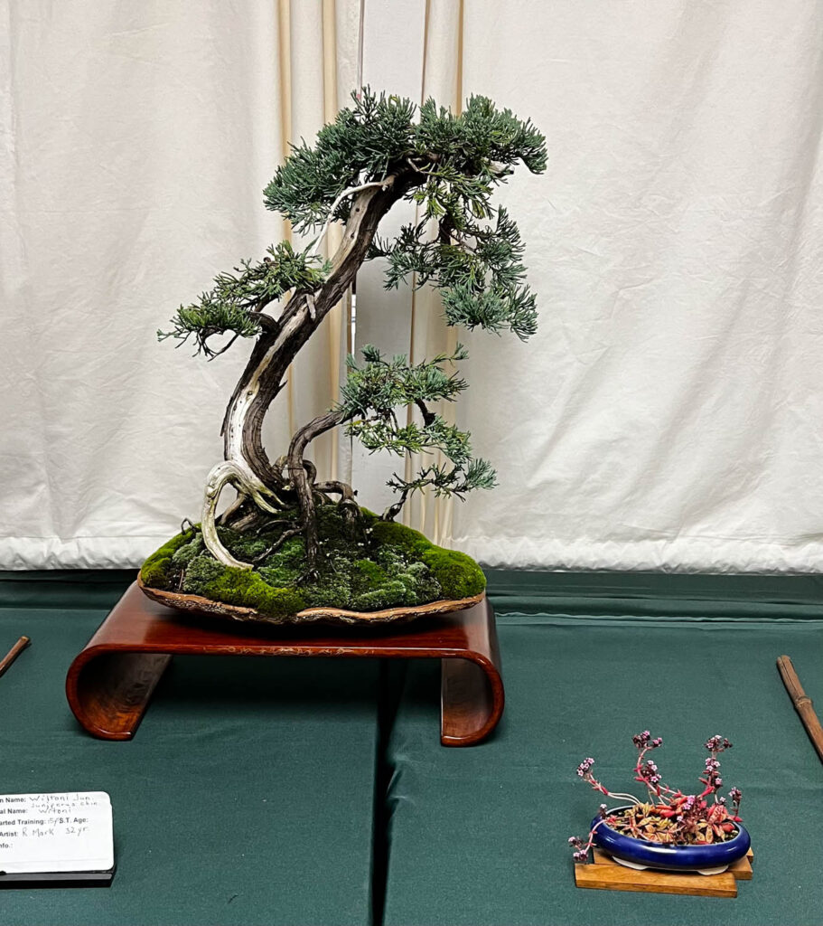 tree 30