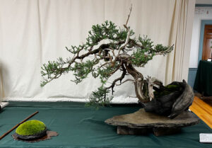 tree 28