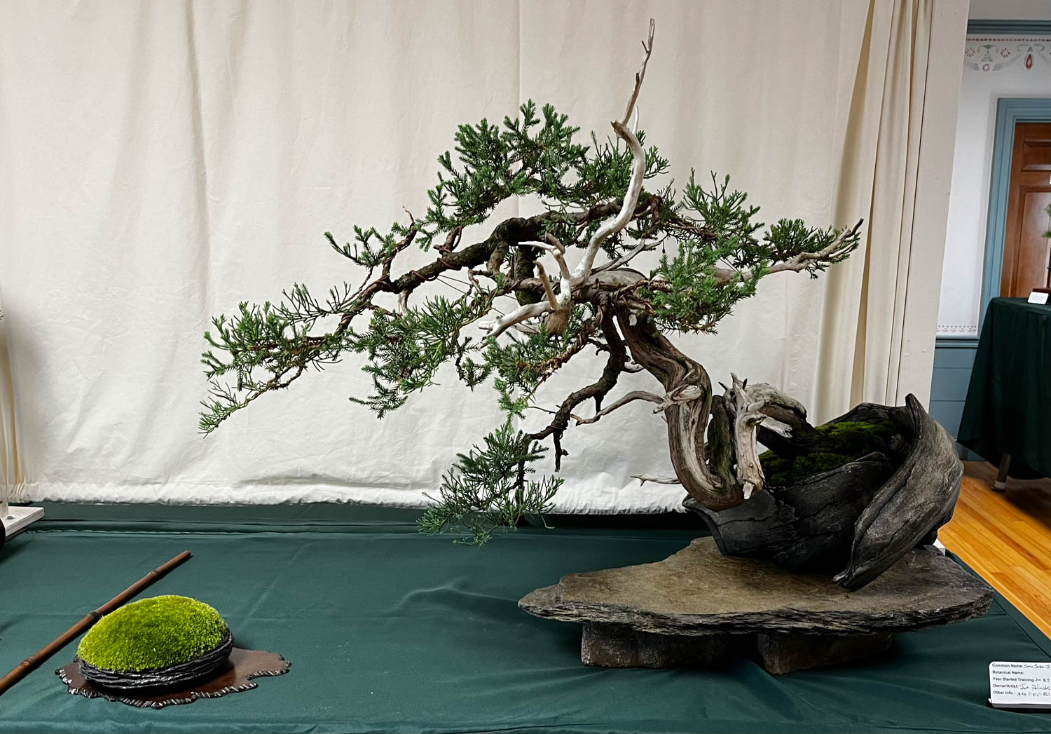 tree 28